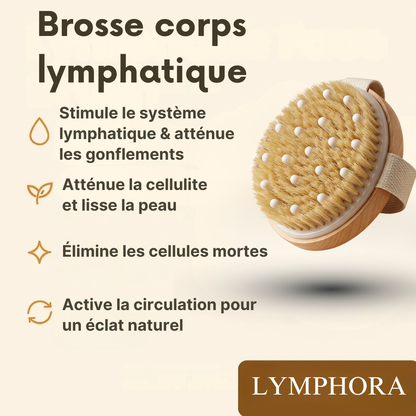 Brosse corps lymphatique
